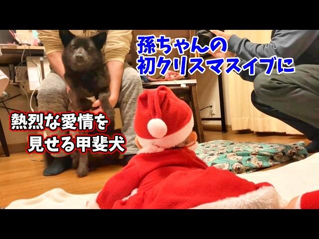 クリスマスイブ孫ちゃんはじめ家族集合甲斐犬いち赤ちゃんに愛情みせる