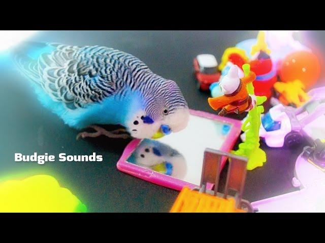 Budgie singing | Parakeet sounds