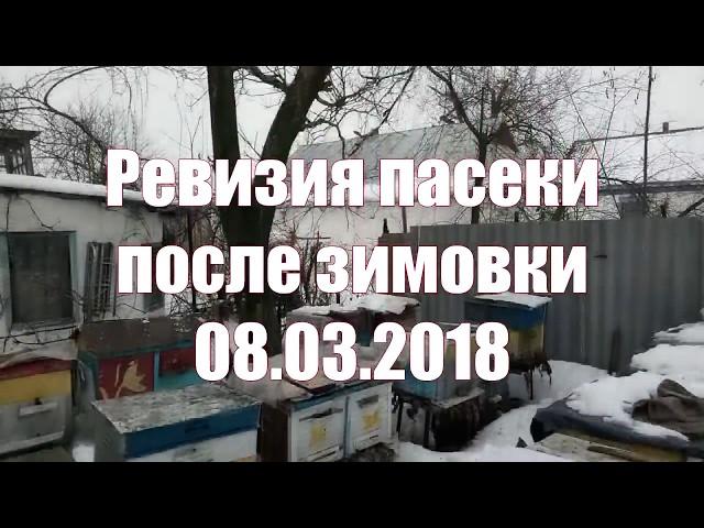 Ревизия пчел после зимовки 08.03.2018. Пчелы идут на облет. Осматриваю улья после зимы