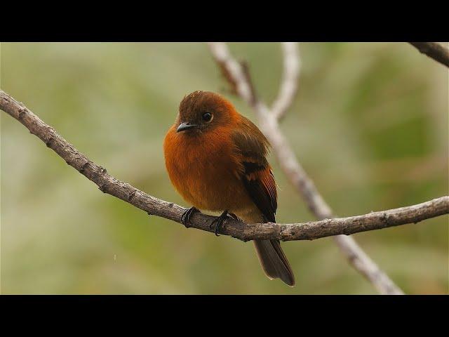 Birding in Peru part 2: The High Andes