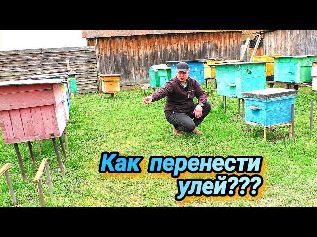 Как переставить улья что-бы пчёлы не блудили? Как безопасно перенести пчёл?