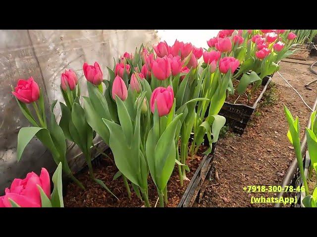 Новый обзор сортов тюльпанов для выгонки к 8 марта/новые сорта/охлаждение луковиц