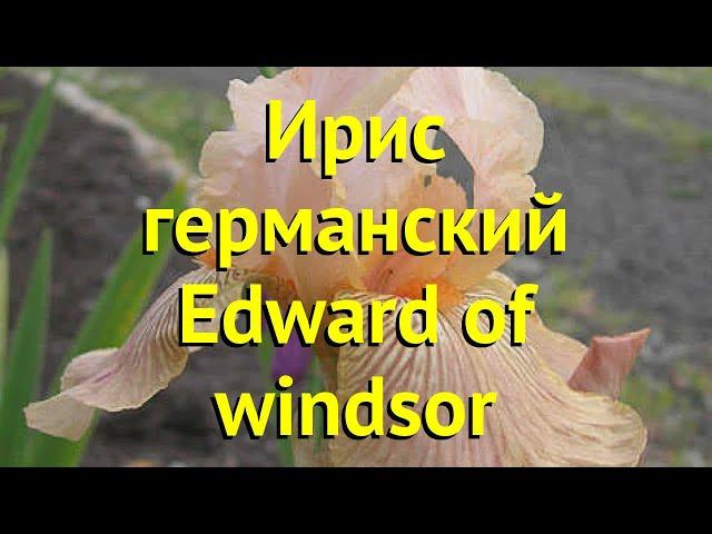 Ирис германский Эдвард оф Виндзор. Краткий обзор, описание iris germanica Edward of windsor