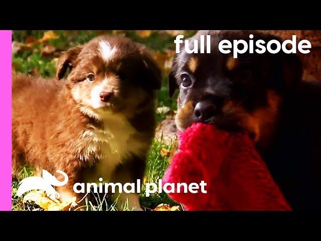 Pug, Rottweiler, and Mini Australian Shepherd Puppies! | Too Cute! (Full Episode)