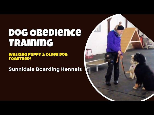 Dog Obedience Training: Walking Puppy & Older Dog Together!