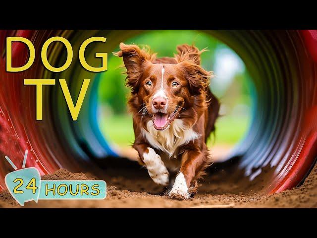 DOG TV: Best Video Entertainment for Anxious Dogs When Home Alone - Music to Keep Your Dogs Happy