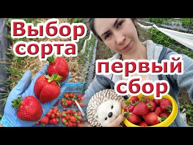 Клубника в Сибири. Выбор сорта и первый сбор.