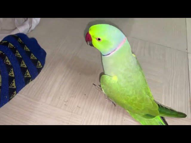 Mitthuwa ko v Jana hai || Talking parrot Destech