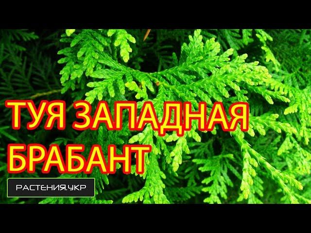 Туя западная Брабант (Brabant) / Туя посадка и уход