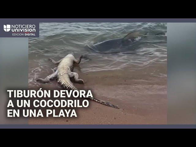 El momento en que un tiburón devora a un cocodrilo en una playa