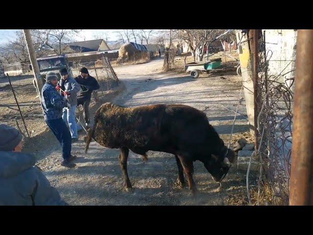 Сдали бычка. Как выводим на забой