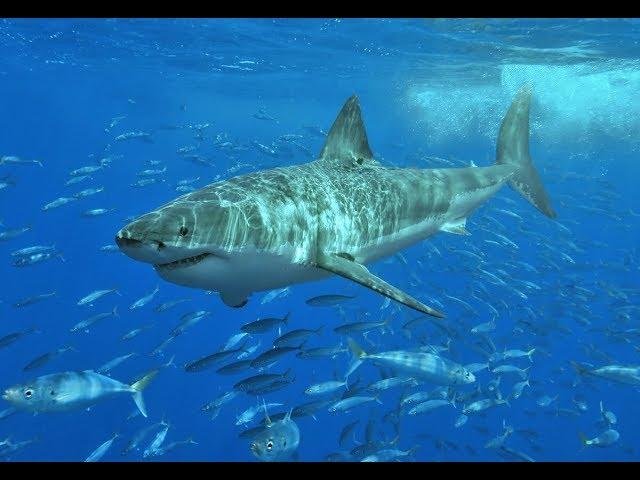 Great White Shark Spotted - Ocean First Institute