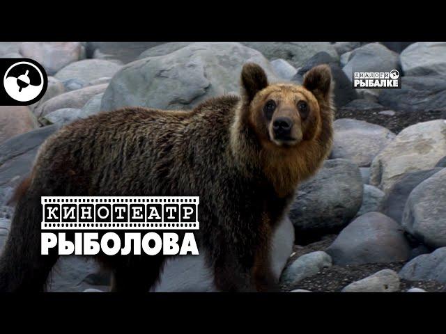 Мишка ловит рыбу | Кинотеатр рыболова