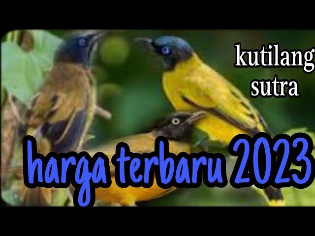 harga terbaru burung kutilang sutra 2023