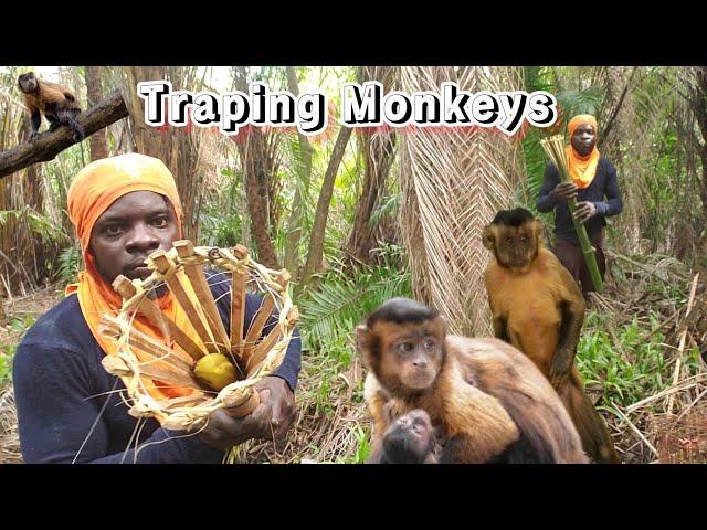 Traping Monkeys Best Trap To Use  (Beze Hunting)