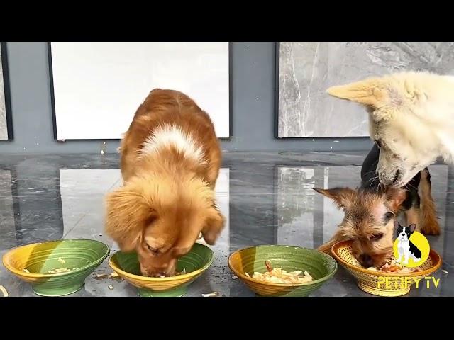 PETIFY Dog TV Series 85 BEST Puppies Food Review 2024 #puppy #dogs #Petfood #animals