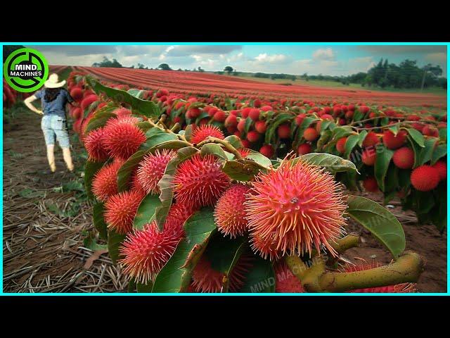 The Most Modern Agriculture Machines That Are At Another Level, How To Harvest Rambutan In Farm ▶1