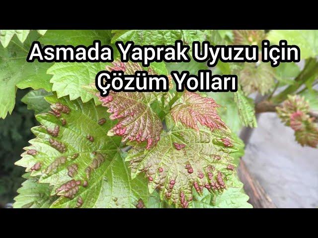 BAĞ Uyuzu Nedir Ve Niçin Oluşur- Bağ Uyuzu için Kesin Çözüm Yolu - Asmada Verim Kaybının Nedeni