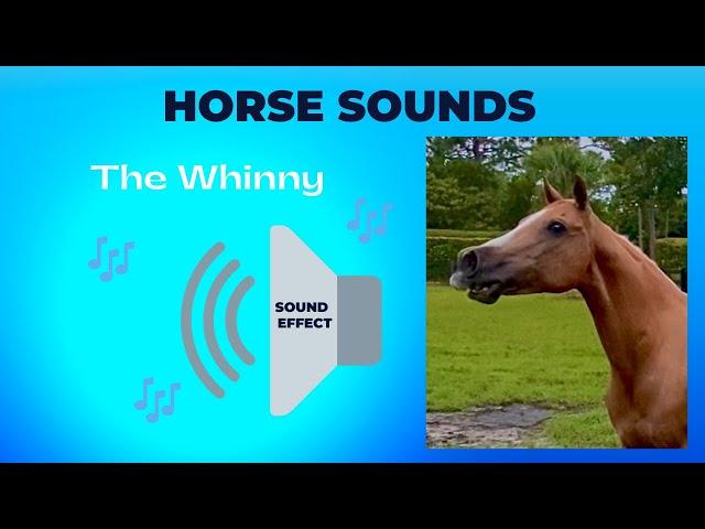 HORSE SOUNDS ~ Whinny'ing - Neigh'ing my horse is calling to the horses to come  #horse   #shorts