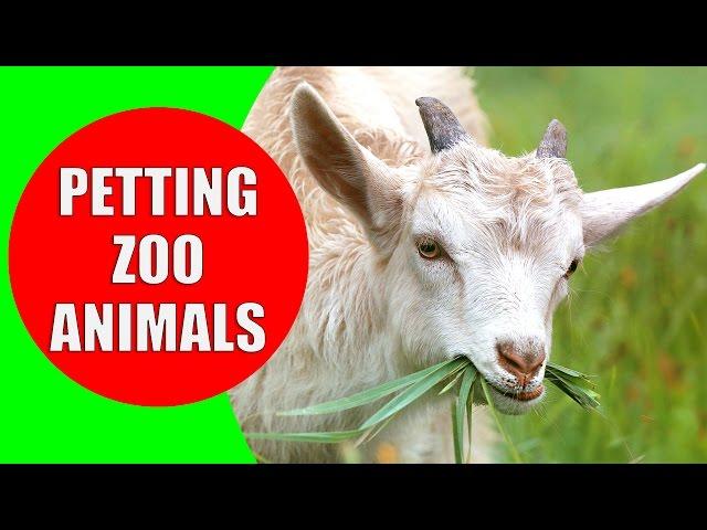 THE PETTING ZOO ANIMALS - Children's Zoo Farm | Animal Sounds for Children to Learn by Kiddopedia