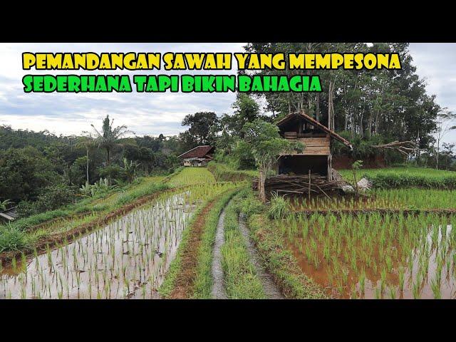 Kampung Dengan Pemandangan Sawah Yang Menakjubkan.. Idaman Masa Tua Orang Kota.