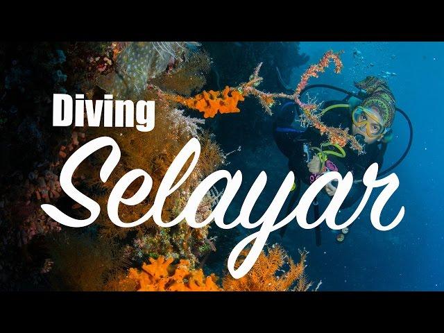 Diving Selayar - Amazing dive spot in Sulawesi