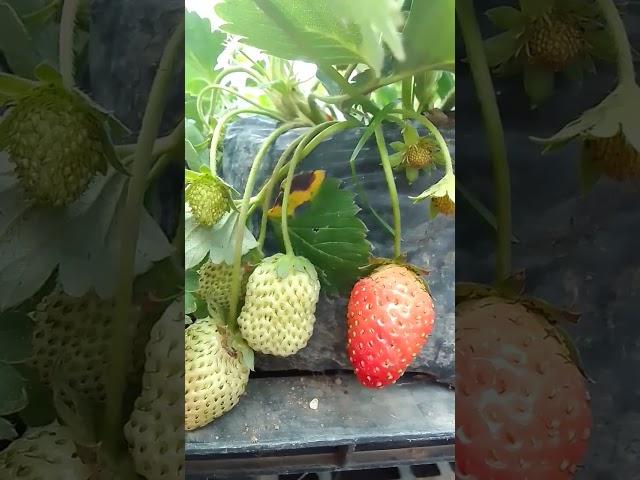 strawberry PLANT Bearing#yooragardentips #shortvideo #short #strawberries #strawberry