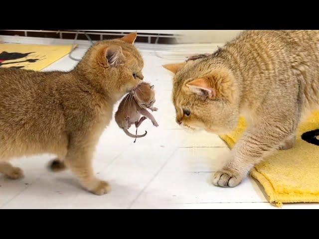 Mom cat carries kitten Meow to dad cat so that he takes care of him