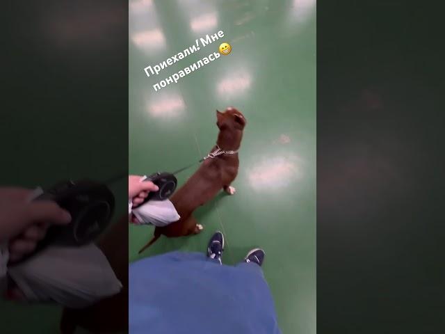 Соник в деле, видео тренировок позже..   #питбуль #pitbull #puppy #собака #питбульсоник