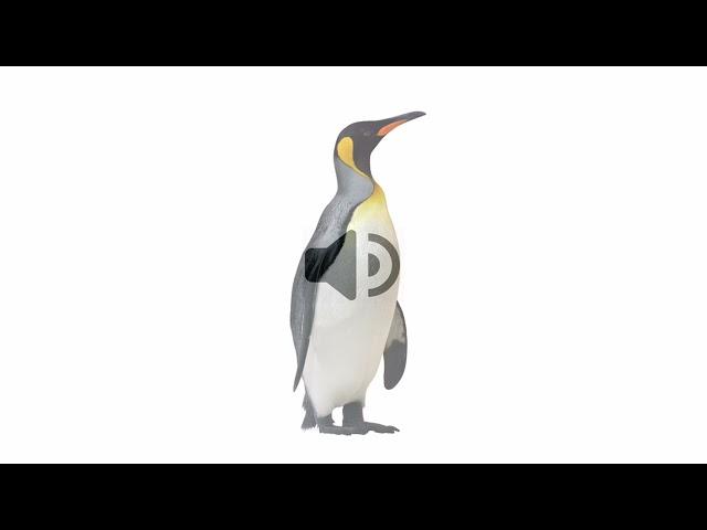 Penguin - Sound Effect