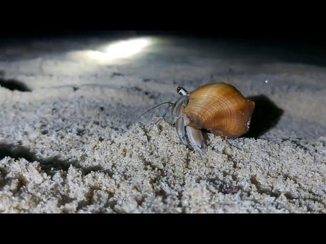 Funny Hermit Crabs | Wild Sri Lanka | Ceylon Wild Tales | Animal Planet | Crabs