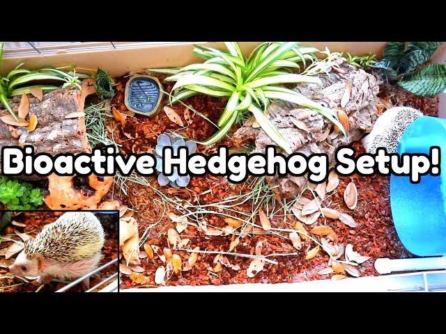 Setting Up a Bioactive Hedgehog Enclosure!