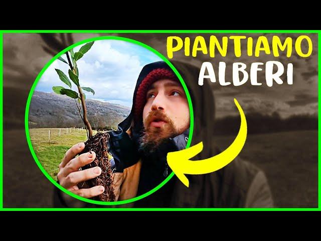 5 ALBERI da Coltivare in AGROFORESTAZIONE