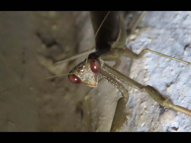 Iris oratoria,  iris mantis  Mediterranean mantis   by  Theo