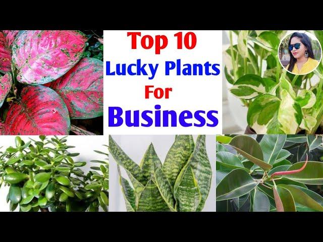 10 Lucky plants for business & Work place | best plants for office | fengshui plants