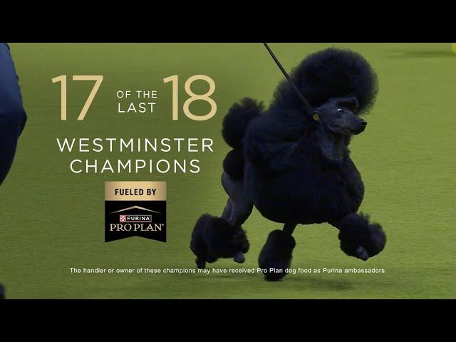 Purina Pro Plan Supports Westminster Dog Show Best in Show Competitors