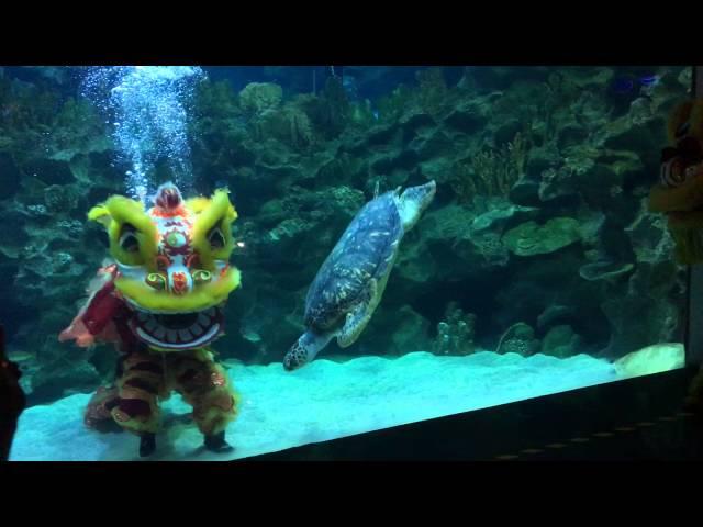 Underwater Lion Dance at Aquaria KLCC (CNY 2016)