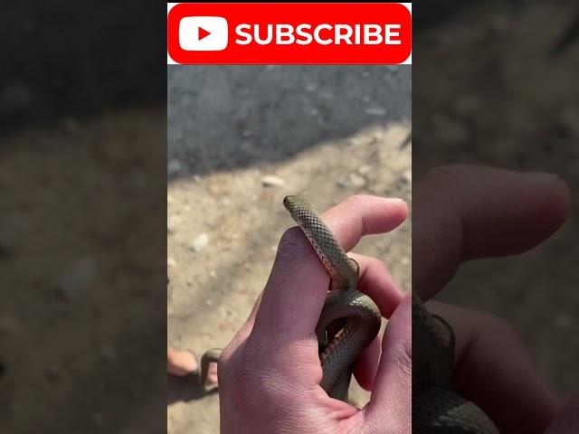 Closeup Footage of- A small snake trying to escape from man's hand !#viral #wildlife #animal #shorts