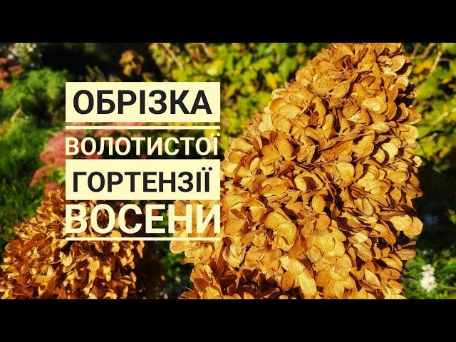 Обрізка волотистої гортензії восени