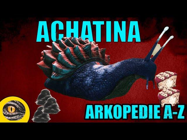 ACHATINA | ARKOPEDIE #1 | Taming/ochočení