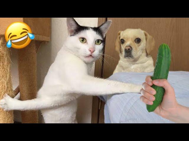 Funniest Cats And Dogs|| Fails Animals Competition 2025