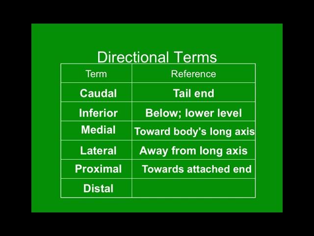 Unit 1 - Video 5.1 - Anatomical Directions