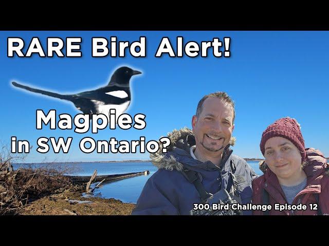 Rare Black Billed Magpies in Southern Ontario!  300 Bird Challenge Ep 12