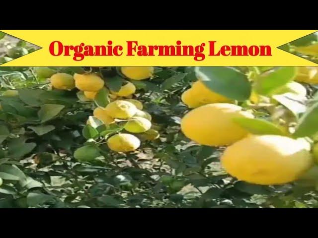 Organic fertilizer for lemon plant | Home garden ||Organic fertilizer ||  Agriculture Shafi Trader