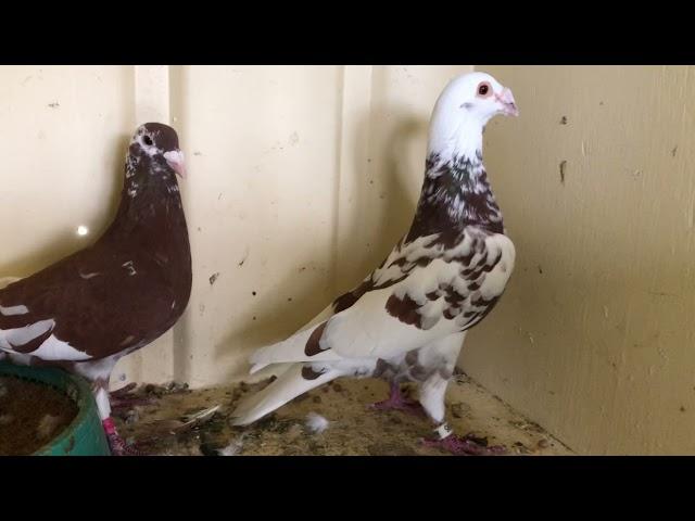 Pairing Recessive Red Meuleman Racing Pigeons, New Stock Bird in the Loft