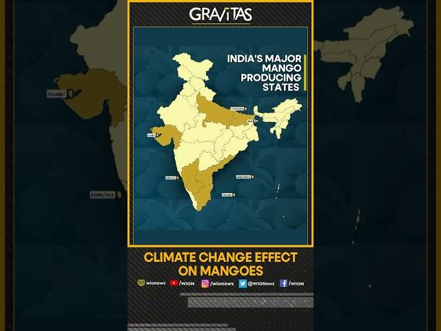 Gravitas: Is the mango magic waning?