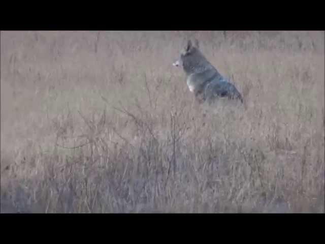 Yelping, Yipping Coyote in Rancho Sierra Vista/Satwiwa Open Space