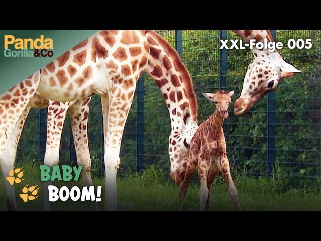 Baby Boom-XXL-Spezial: Ganz viel wuseliger Nachwuchs im Zoo | Panda, Gorilla & Co.