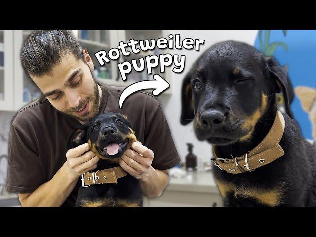 SEVİMLİ ROTTWEILER YAVRUSU! ( Hem Akıllı Hem Oyuncu! )