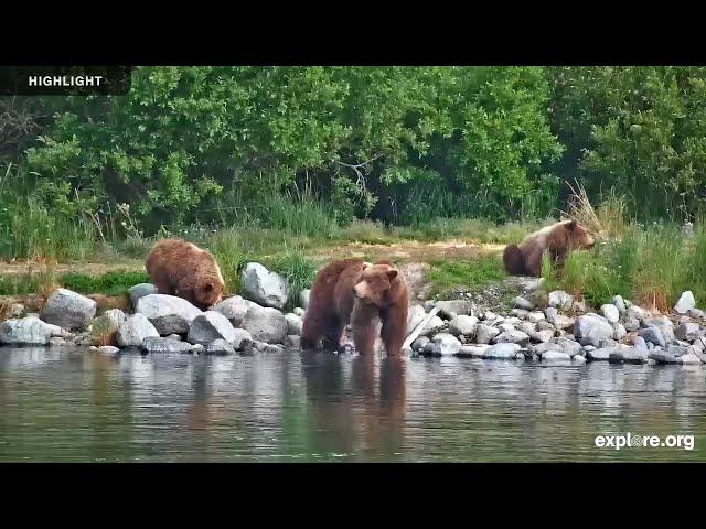 Kat's River View - Katmai National park | Highlights 2024